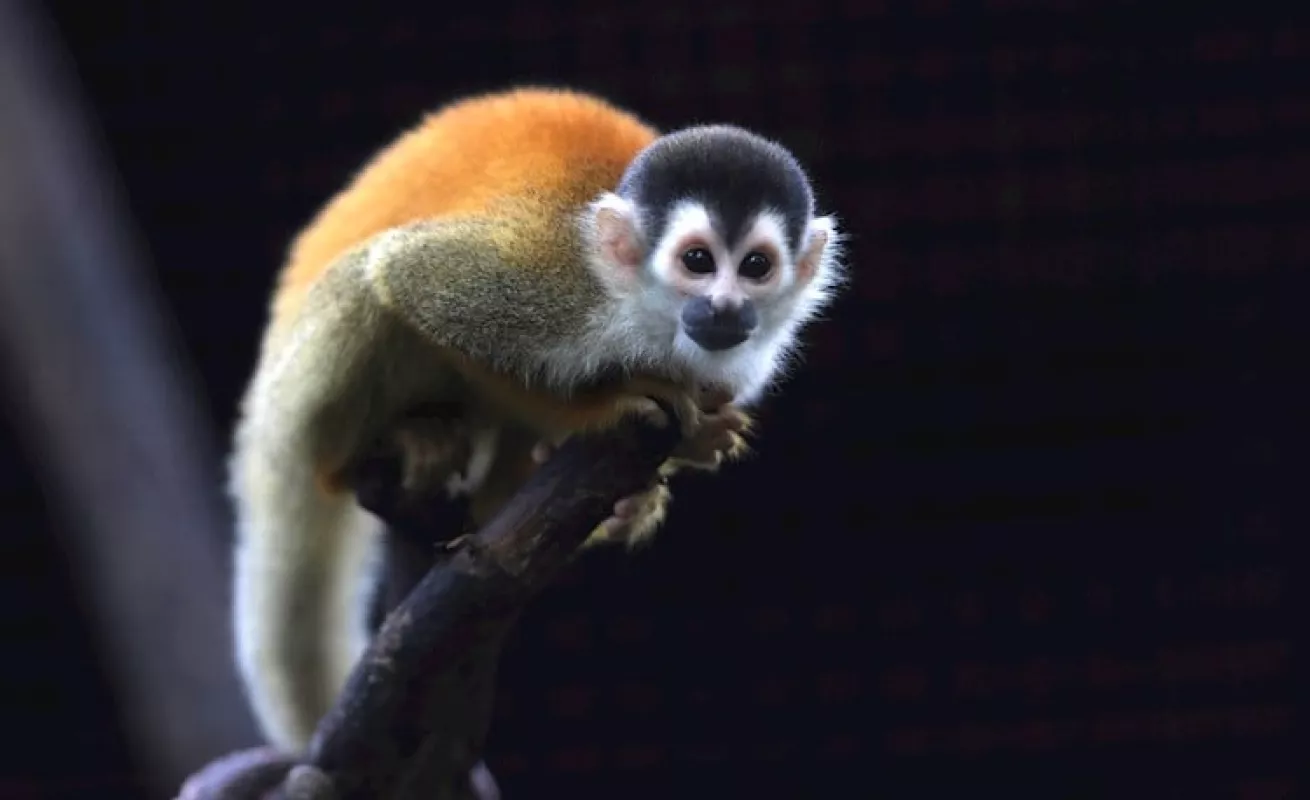  Animales del Parque Municipal Summit en solitario 