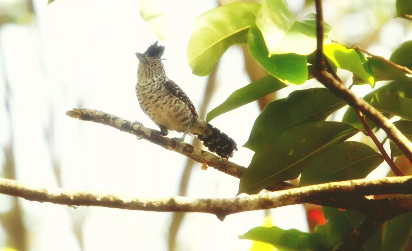 Una tarde de cuarentena en el patio de la casa 