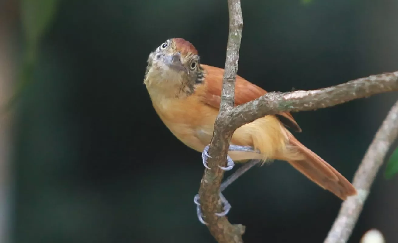 Una tarde de cuarentena en el patio de la casa 