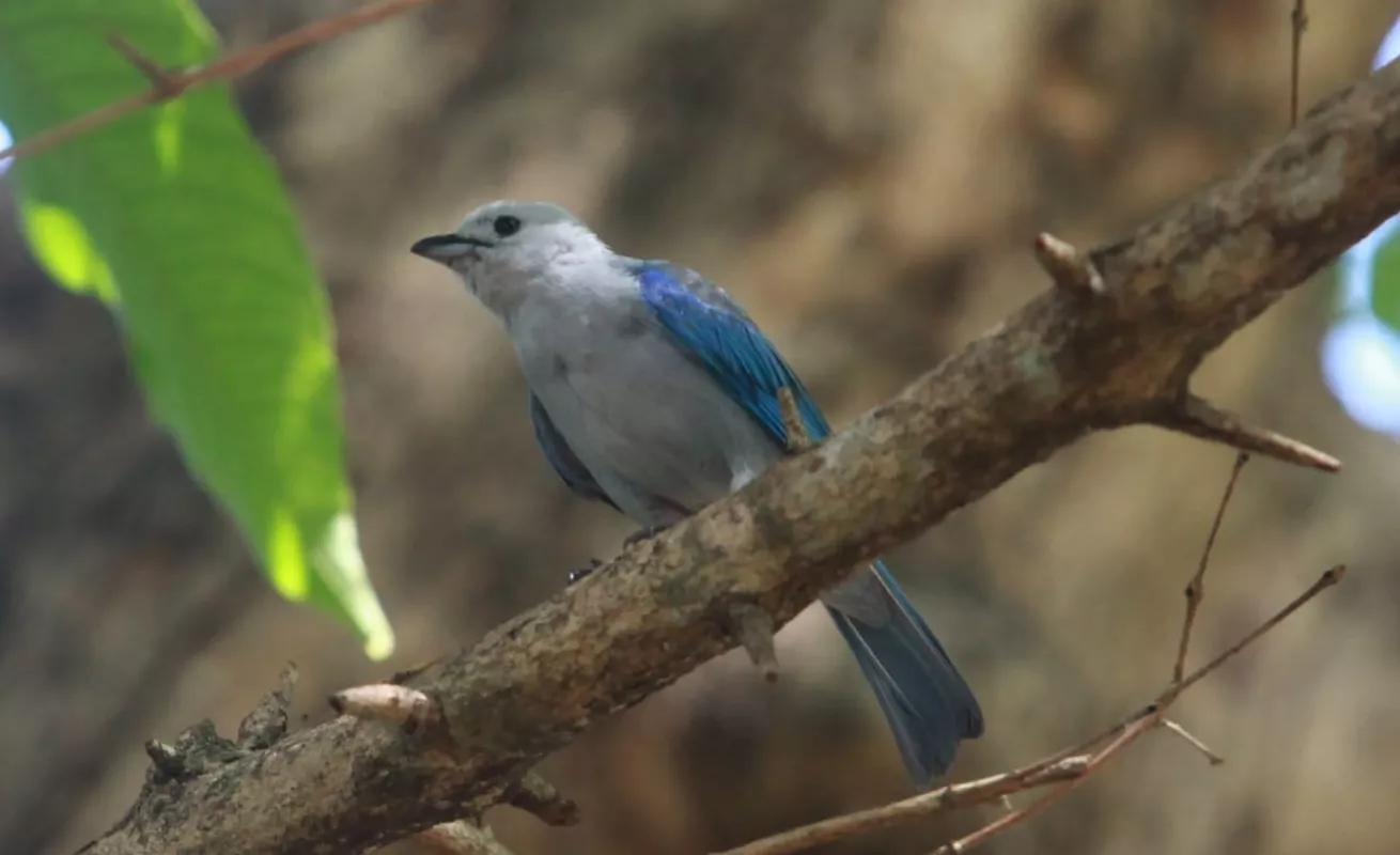 Una tarde de cuarentena en el patio de la casa 