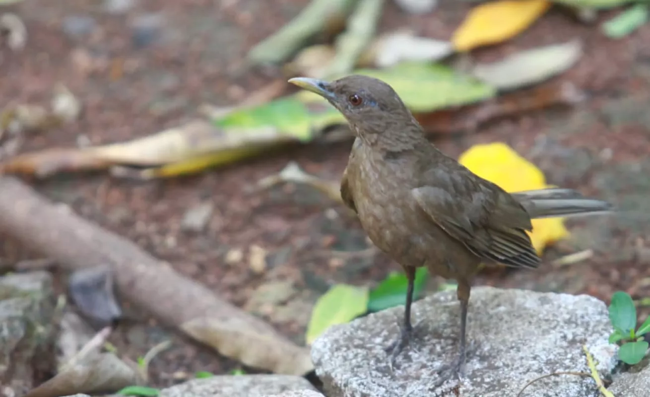 Una tarde de cuarentena en el patio de la casa 
