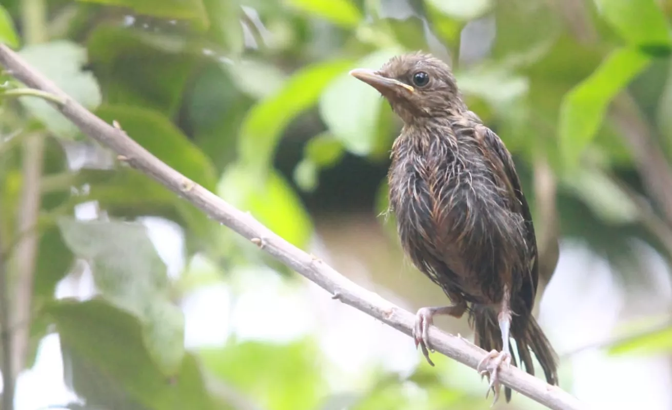 Una tarde de cuarentena en el patio de la casa 