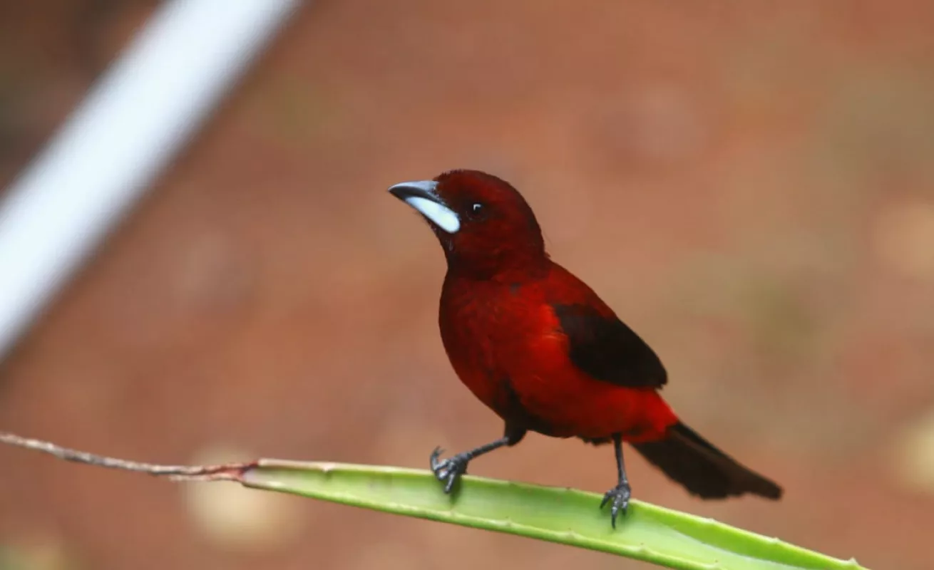 Una tarde de cuarentena en el patio de la casa 