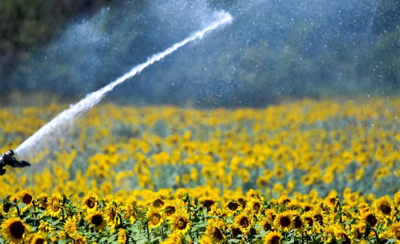 Campo de girasoles en Macedonia