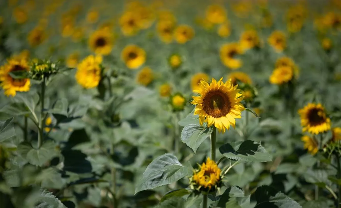 Campo de girasoles en Macedonia