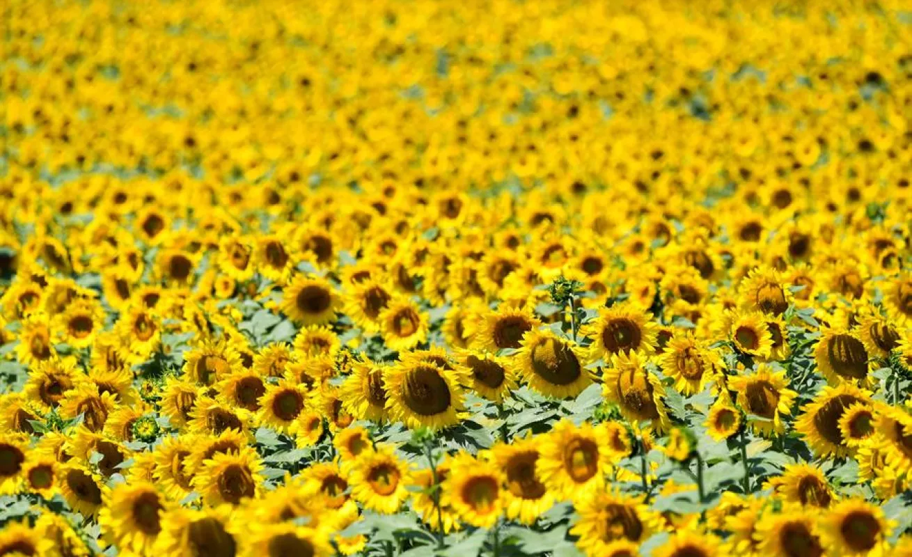 Campo de girasoles en Macedonia