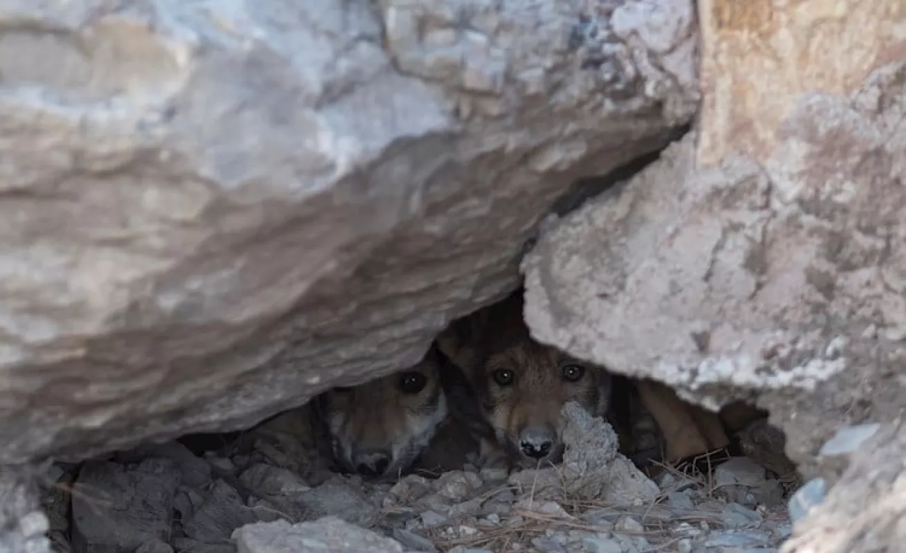 Siete fotos que te muestran el lobo gris en extinción 