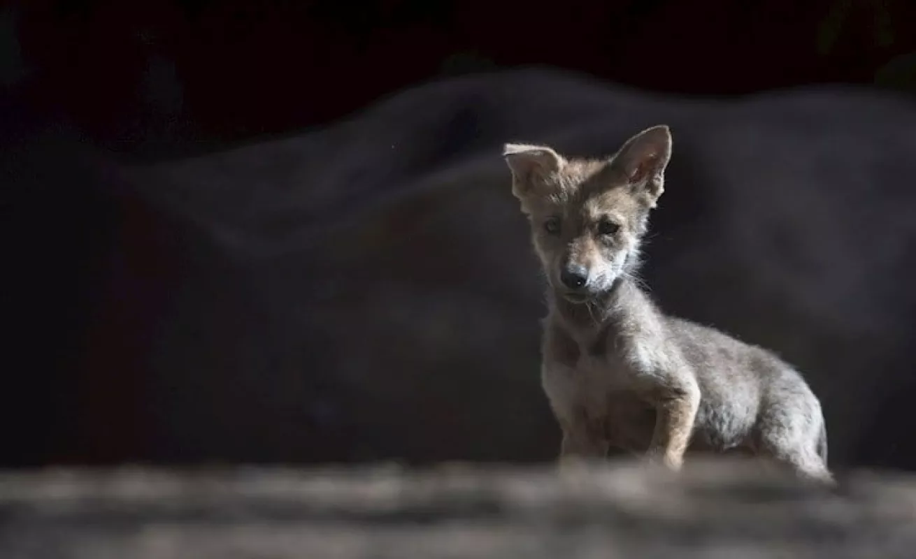 Siete fotos que te muestran el lobo gris en extinción 
