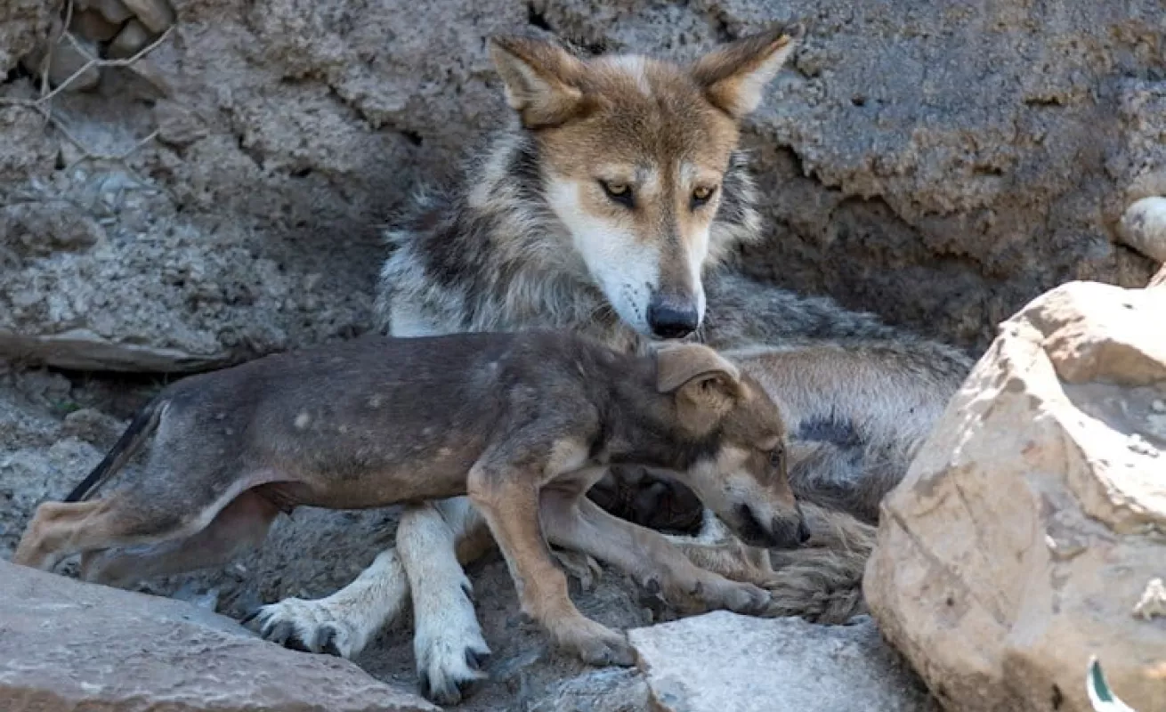 Siete fotos que te muestran el lobo gris en extinción 
