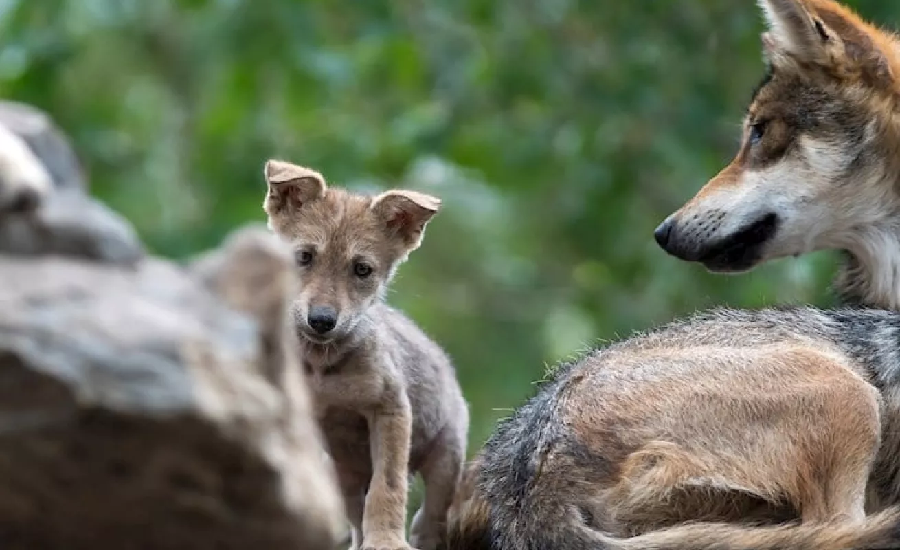 Siete fotos que te muestran el lobo gris en extinción 