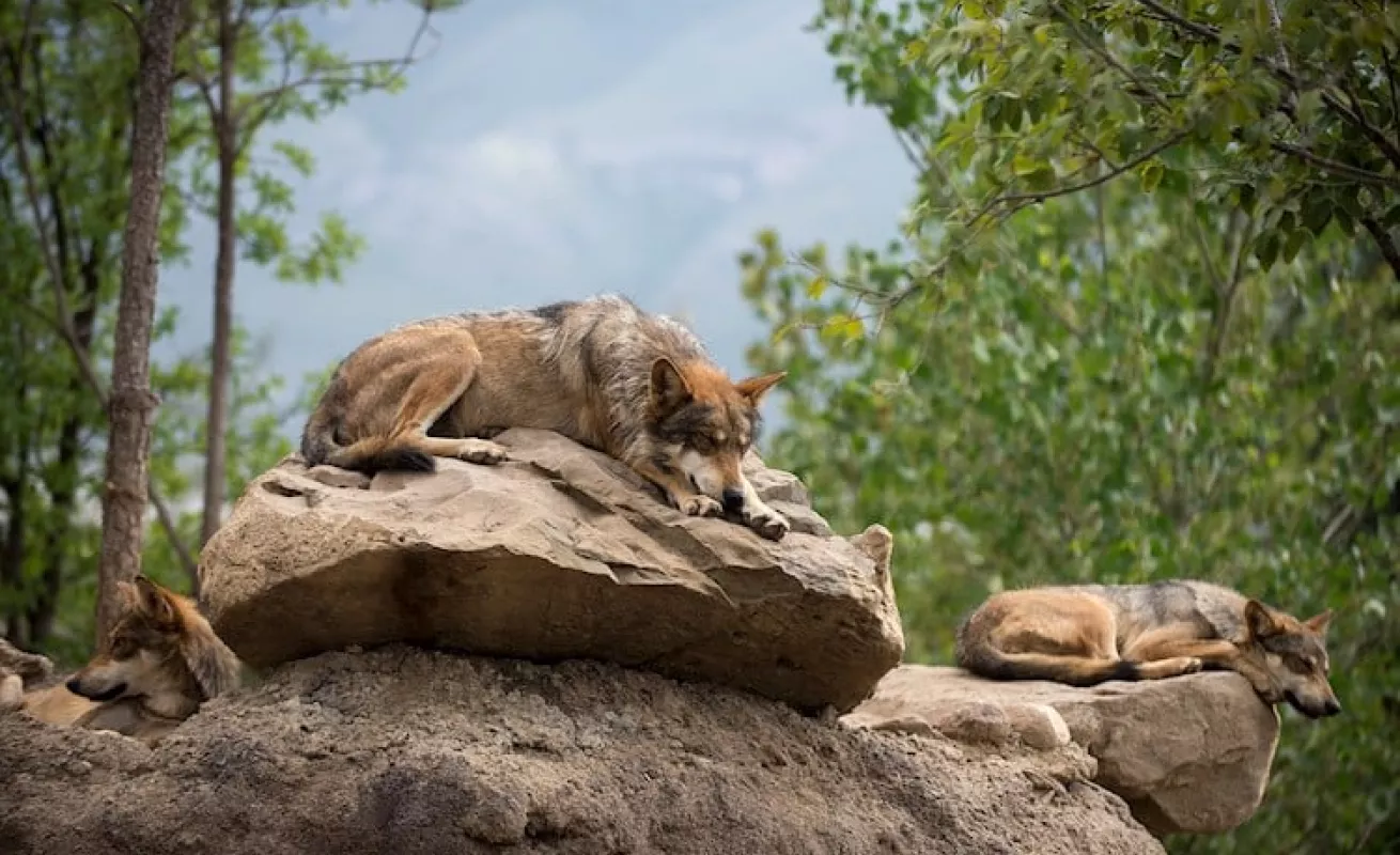 Siete fotos que te muestran el lobo gris en extinción 