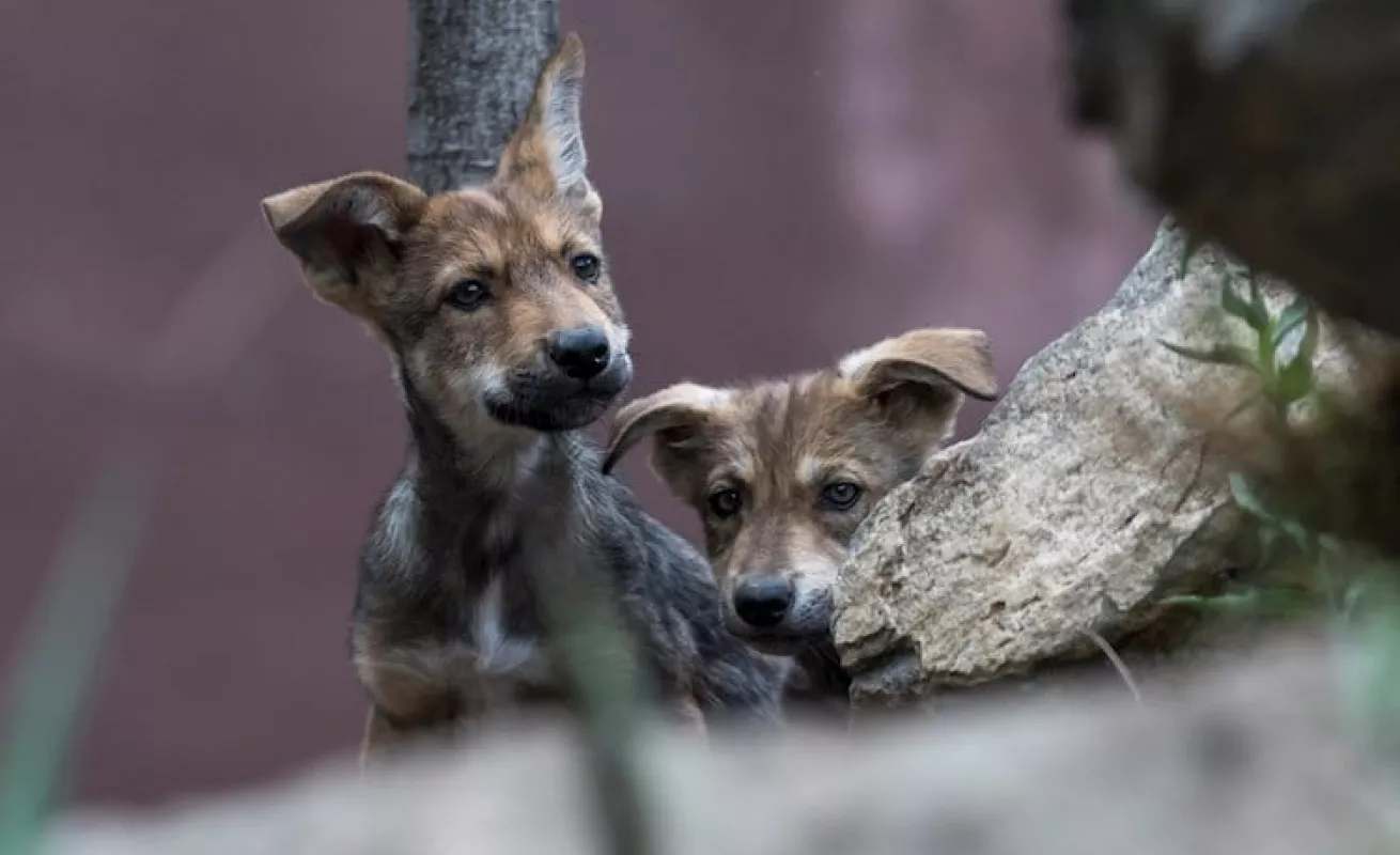Siete fotos que te muestran el lobo gris en extinción 