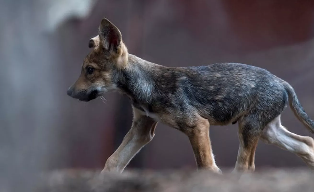 Siete fotos que te muestran el lobo gris en extinción 