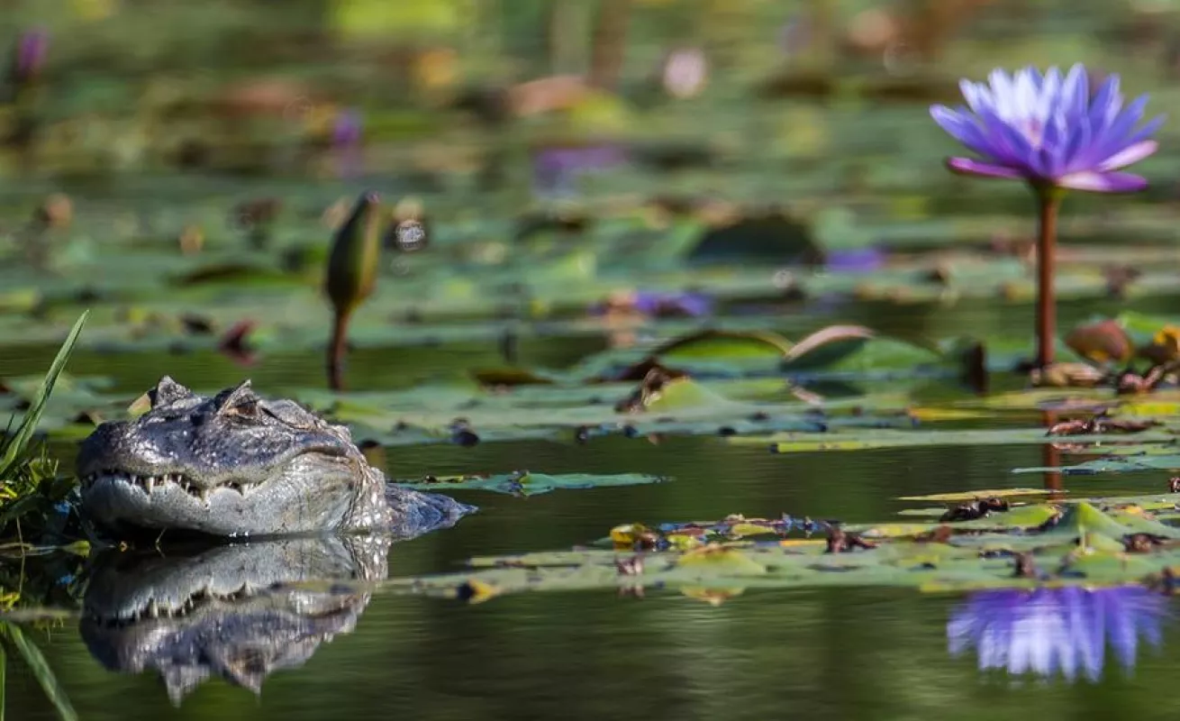 Animales se toman club de golf en medio de la pandemia (Fotos)