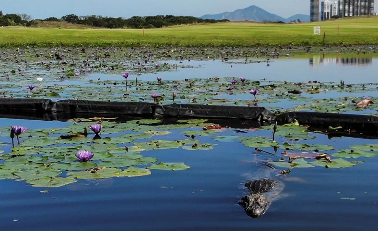 Animales se toman club de golf en medio de la pandemia (Fotos)