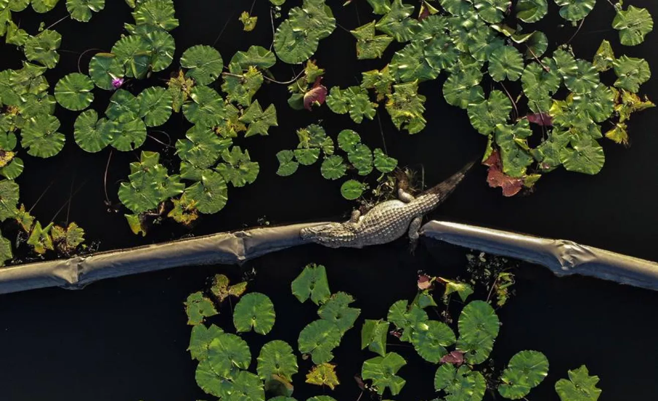 Animales se toman club de golf en medio de la pandemia (Fotos)