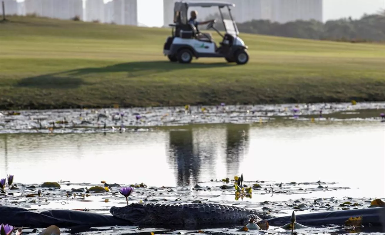 Animales se toman club de golf en medio de la pandemia (Fotos)