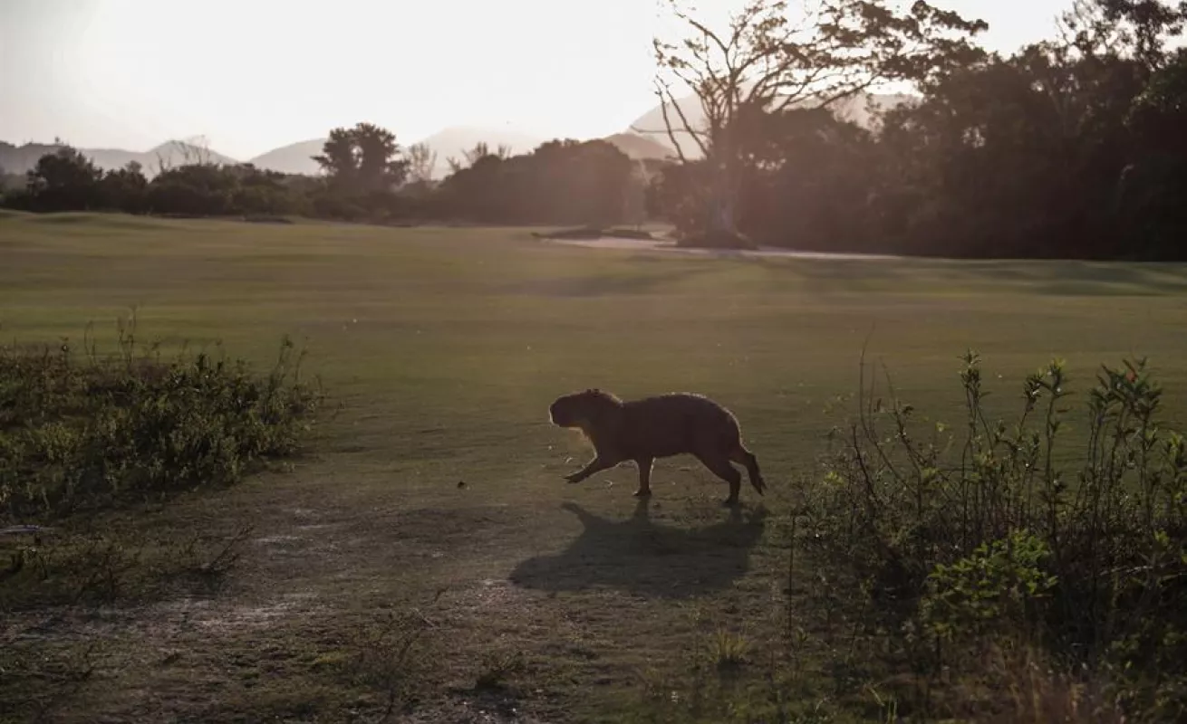 Animales se toman club de golf en medio de la pandemia (Fotos)