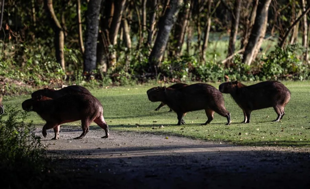 Animales se toman club de golf en medio de la pandemia (Fotos)
