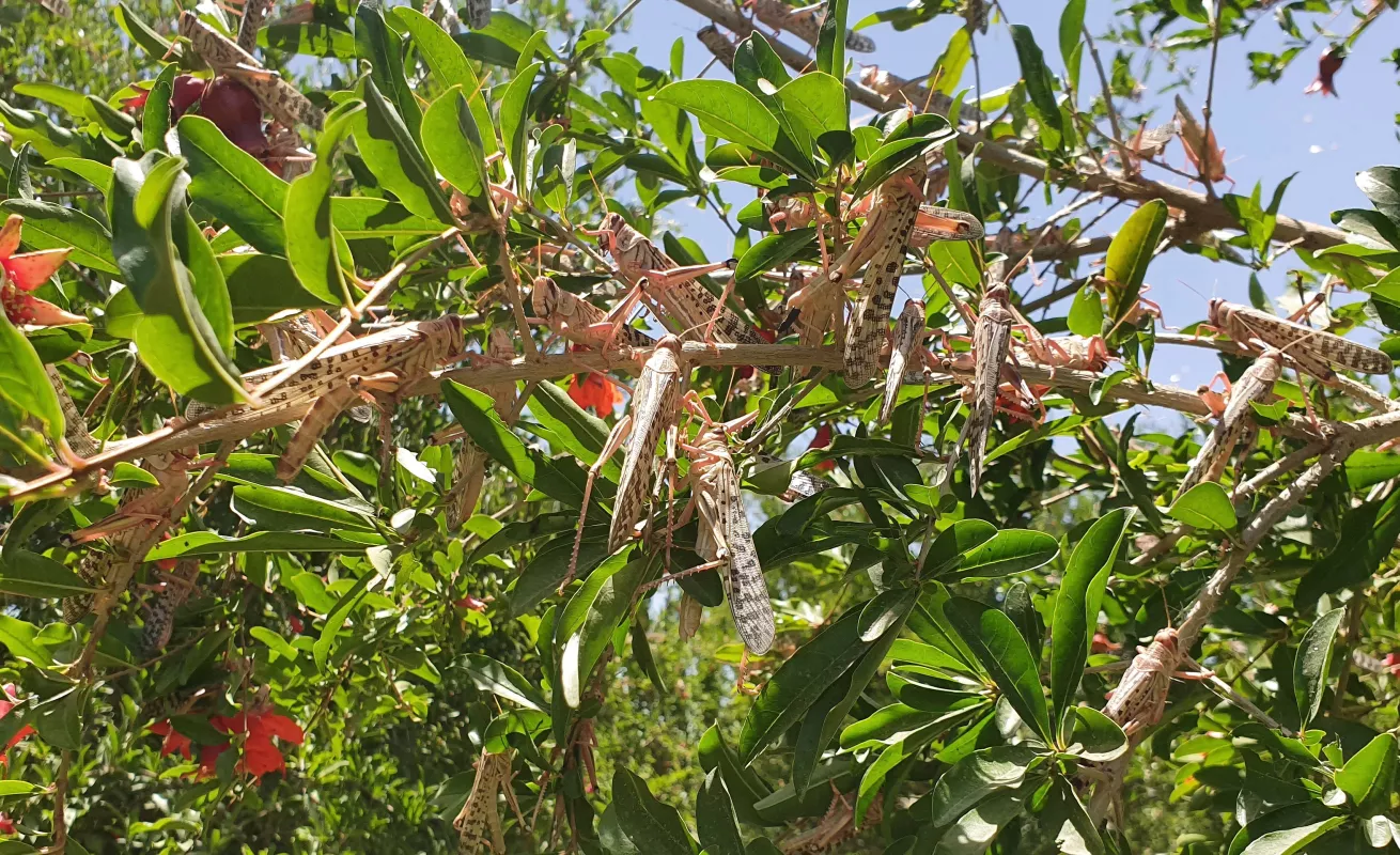  Plagas de langostas, un "castigo bíblico" que llega a América