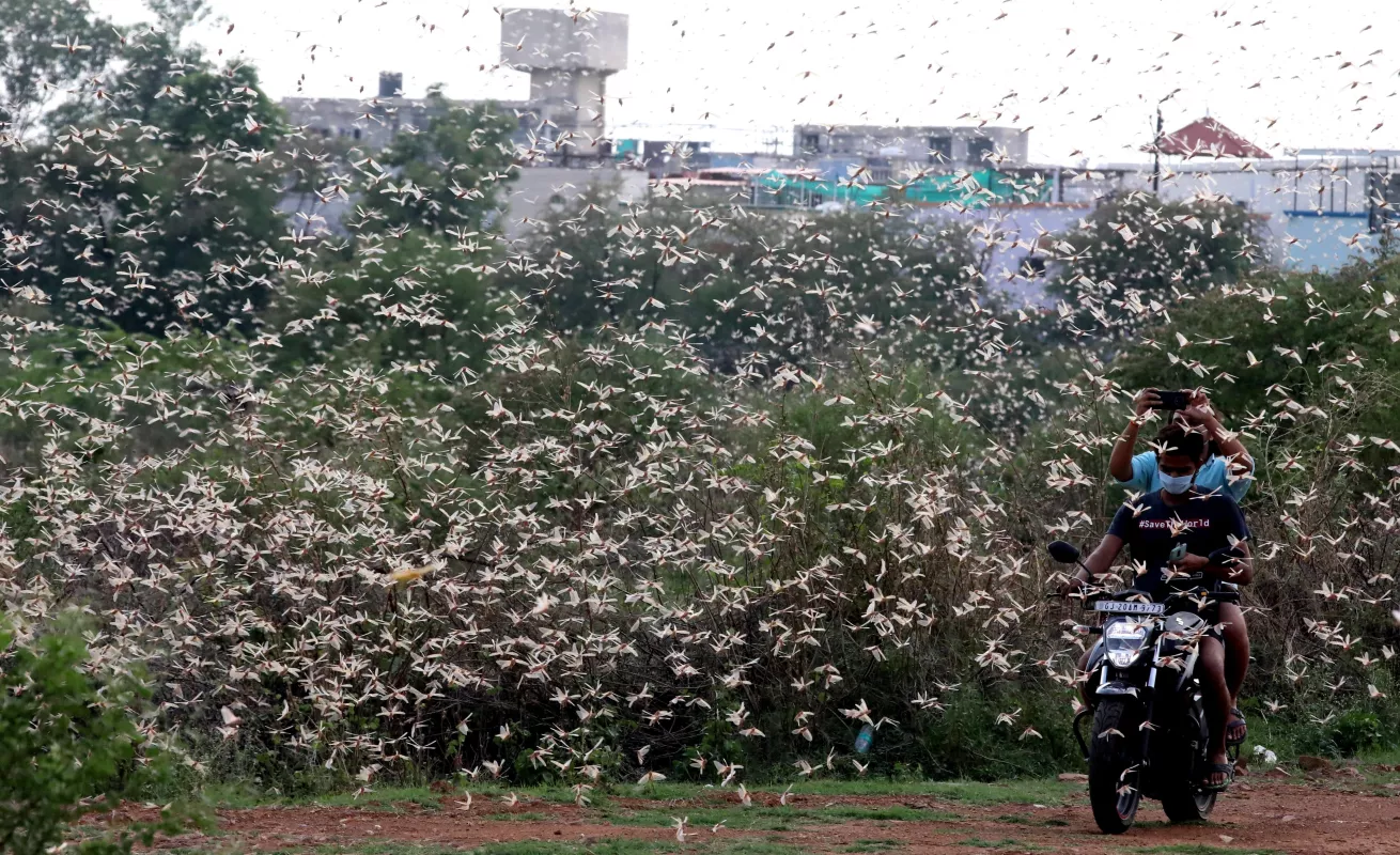  Plagas de langostas, un "castigo bíblico" que llega a América