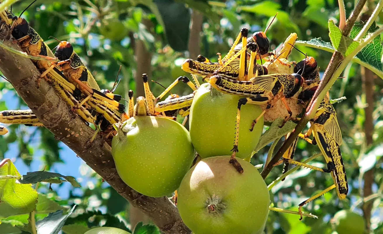  Plagas de langostas, un "castigo bíblico" que llega a América