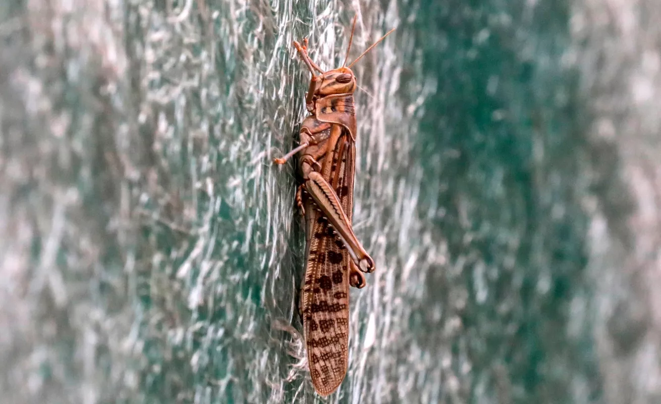  Plagas de langostas, un "castigo bíblico" que llega a América