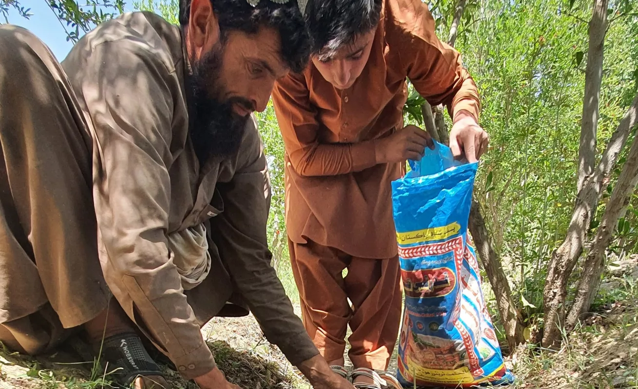  Plagas de langostas, un "castigo bíblico" que llega a América