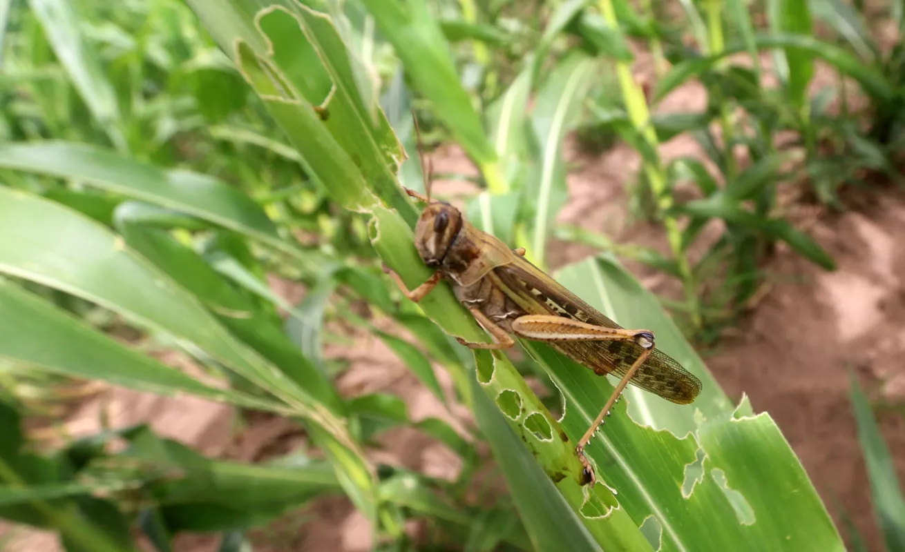  Plagas de langostas, un "castigo bíblico" que llega a América