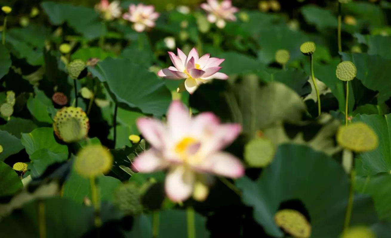 Flor de loto en el parque Kenilworth en Washington D.C.