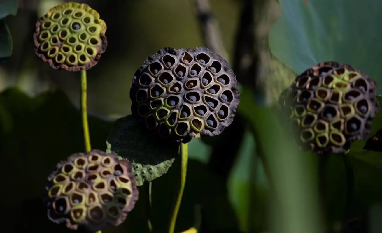 Flor de loto en el parque Kenilworth en Washington D.C.