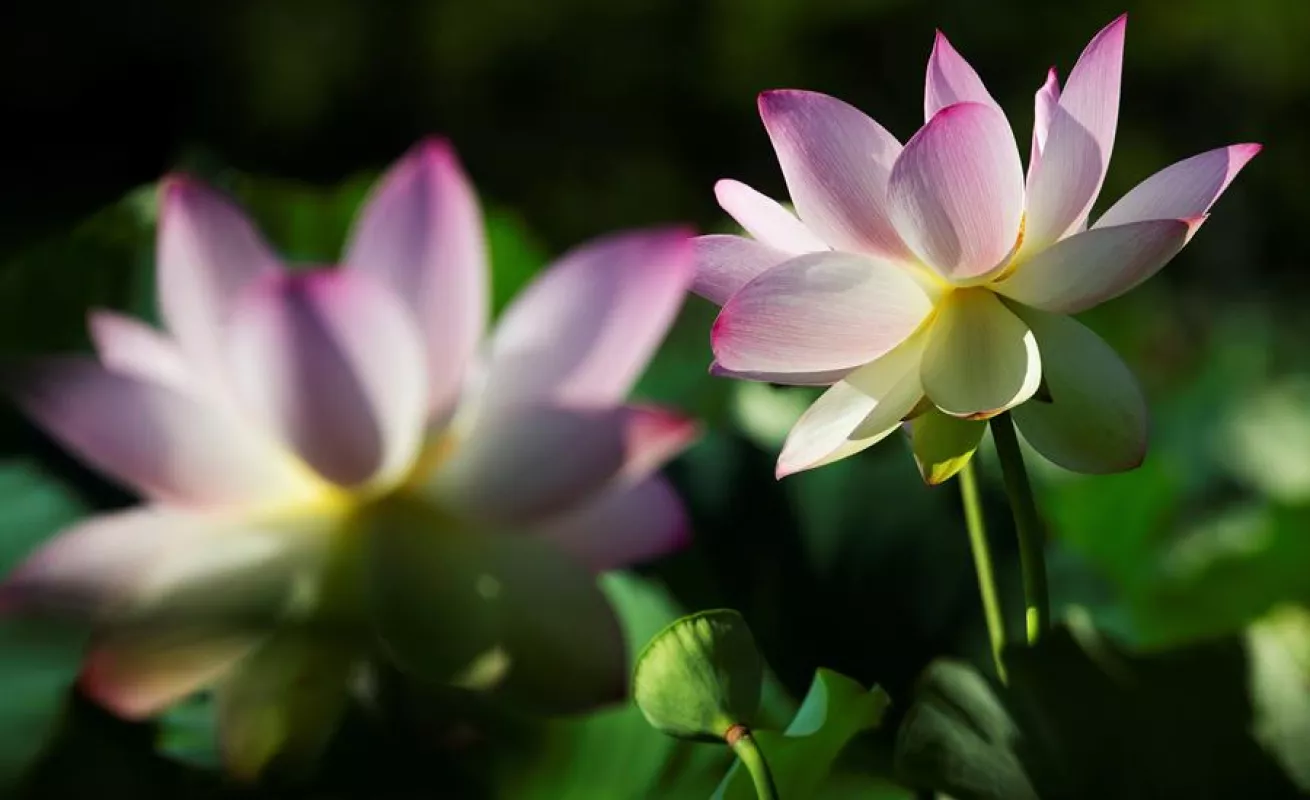 Flor de loto en el parque Kenilworth en Washington D.C.