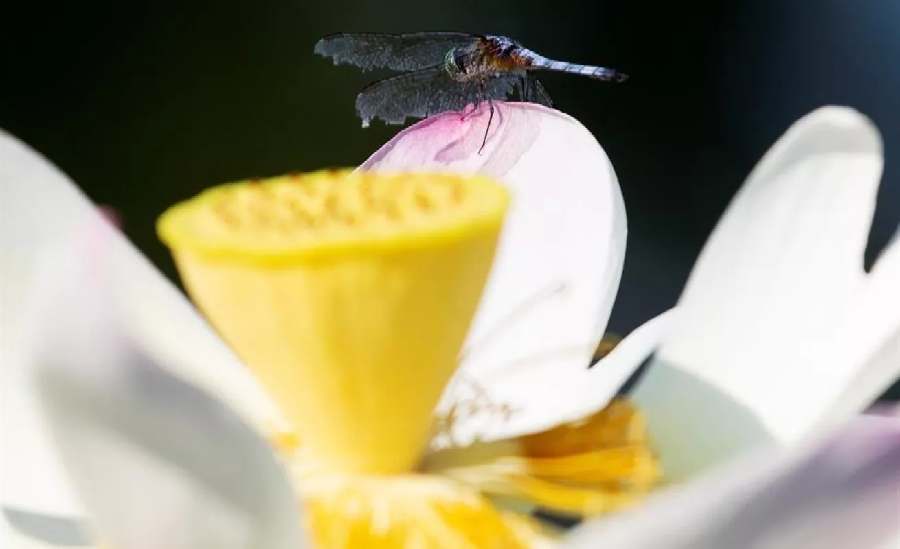 Flor de loto en el parque Kenilworth en Washington D.C.