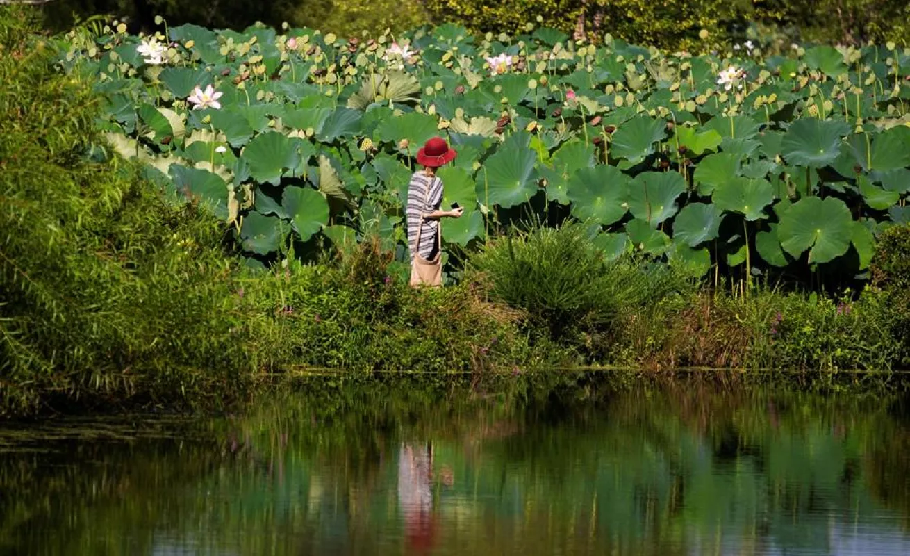 Flor de loto en el parque Kenilworth en Washington D.C.