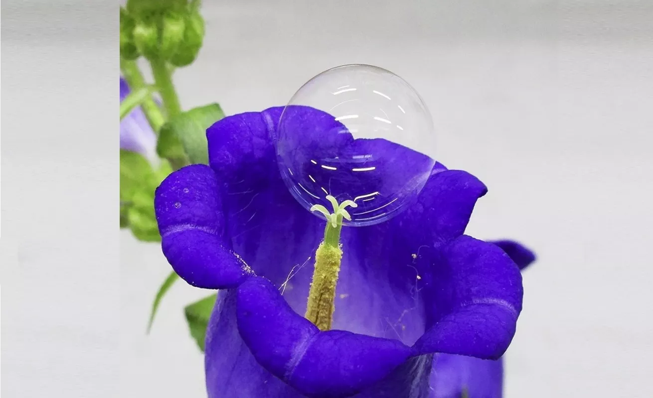 Pompas de jabón para polinizar flores (Fotos)