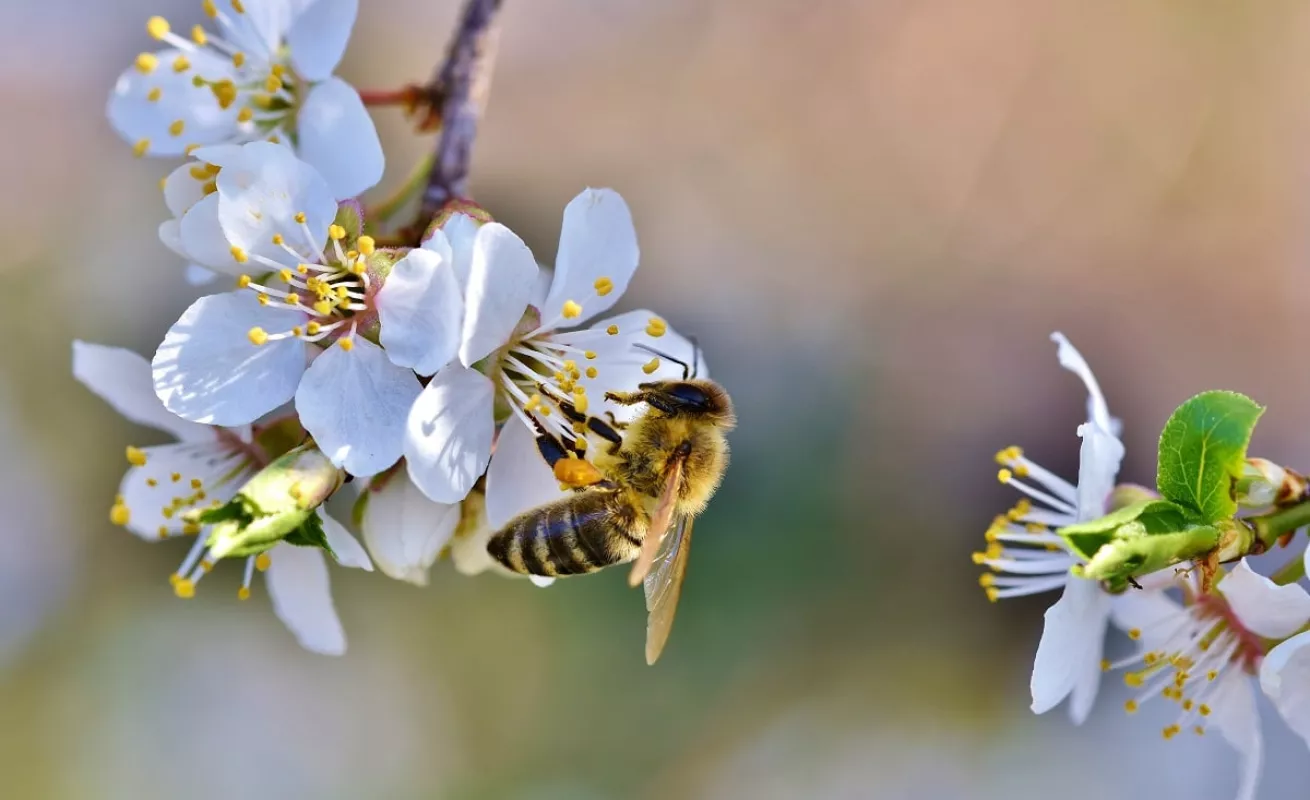 Pompas de jabón para polinizar flores (Fotos)