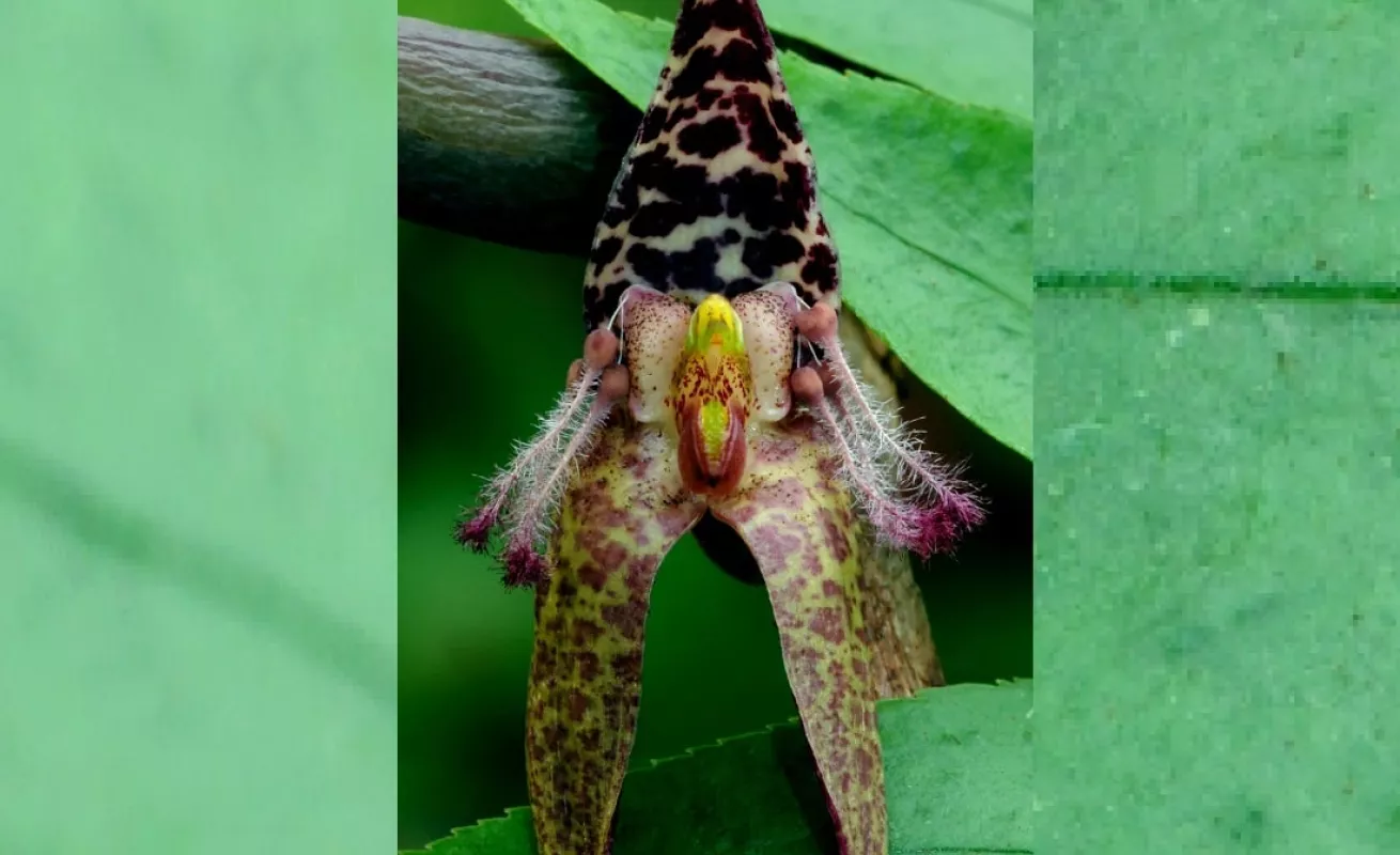 Nueva Guinea, el reino de las orquídeas (Fotos)