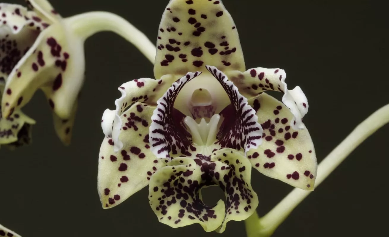 Nueva Guinea, el reino de las orquídeas (Fotos)