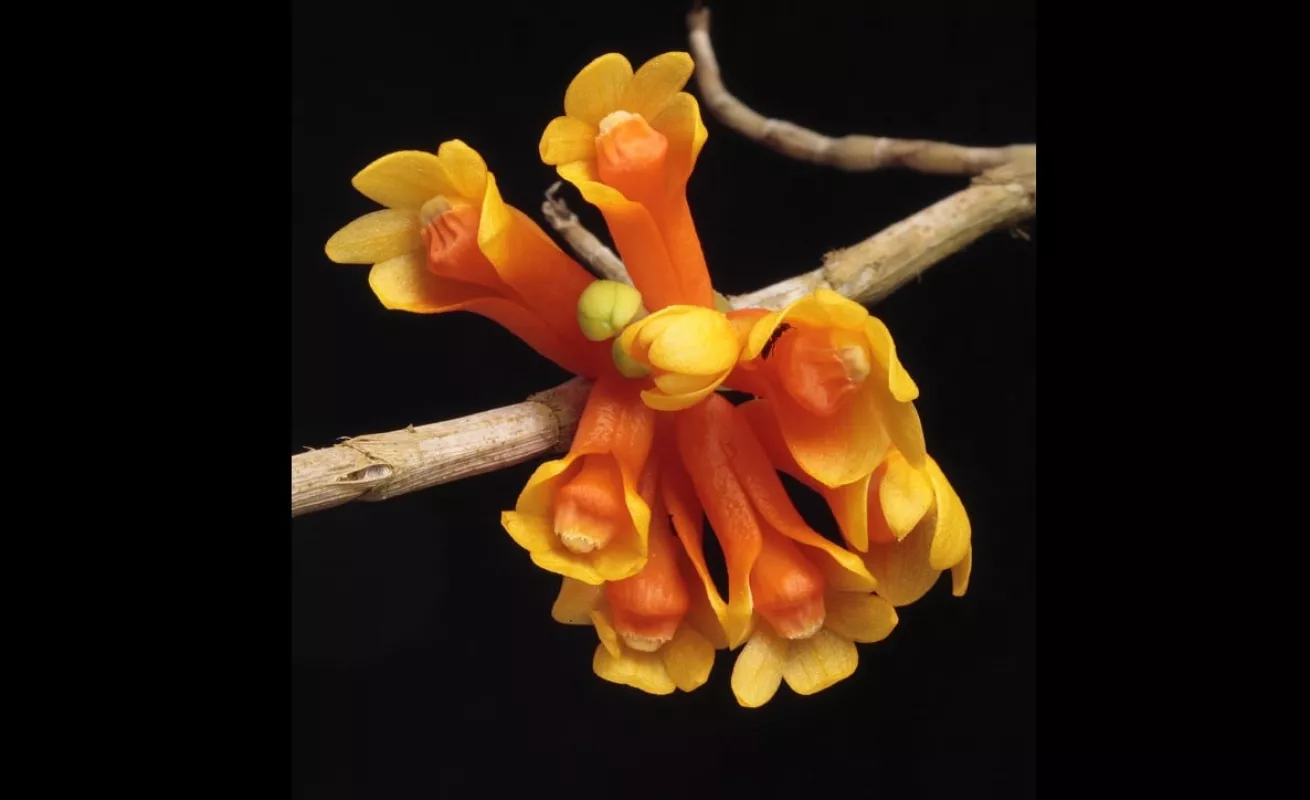 Nueva Guinea, el reino de las orquídeas (Fotos)