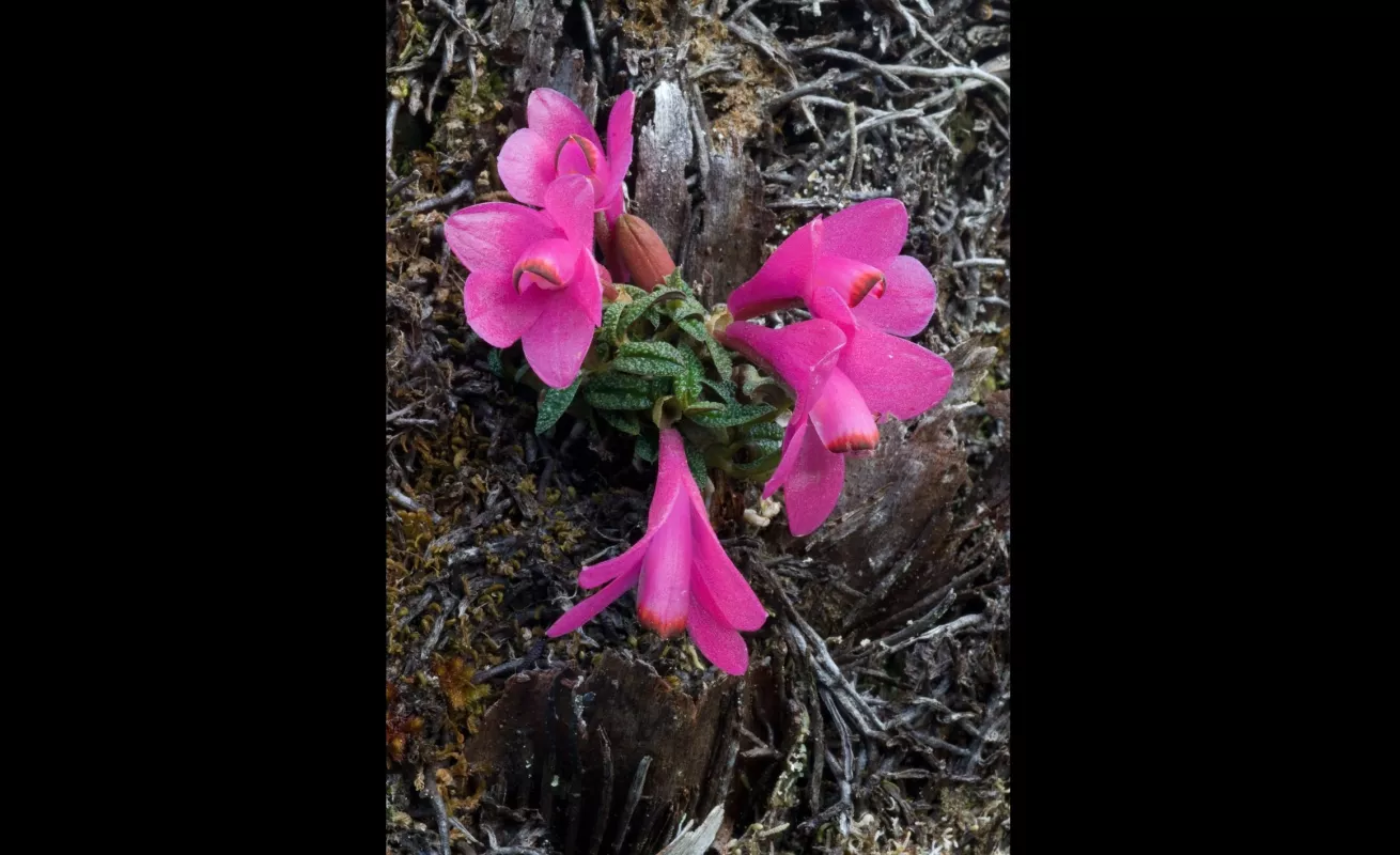 Nueva Guinea, el reino de las orquídeas (Fotos)