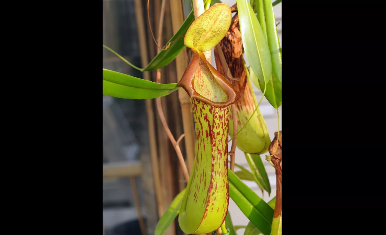 Nueva Guinea, el reino de las orquídeas (Fotos)