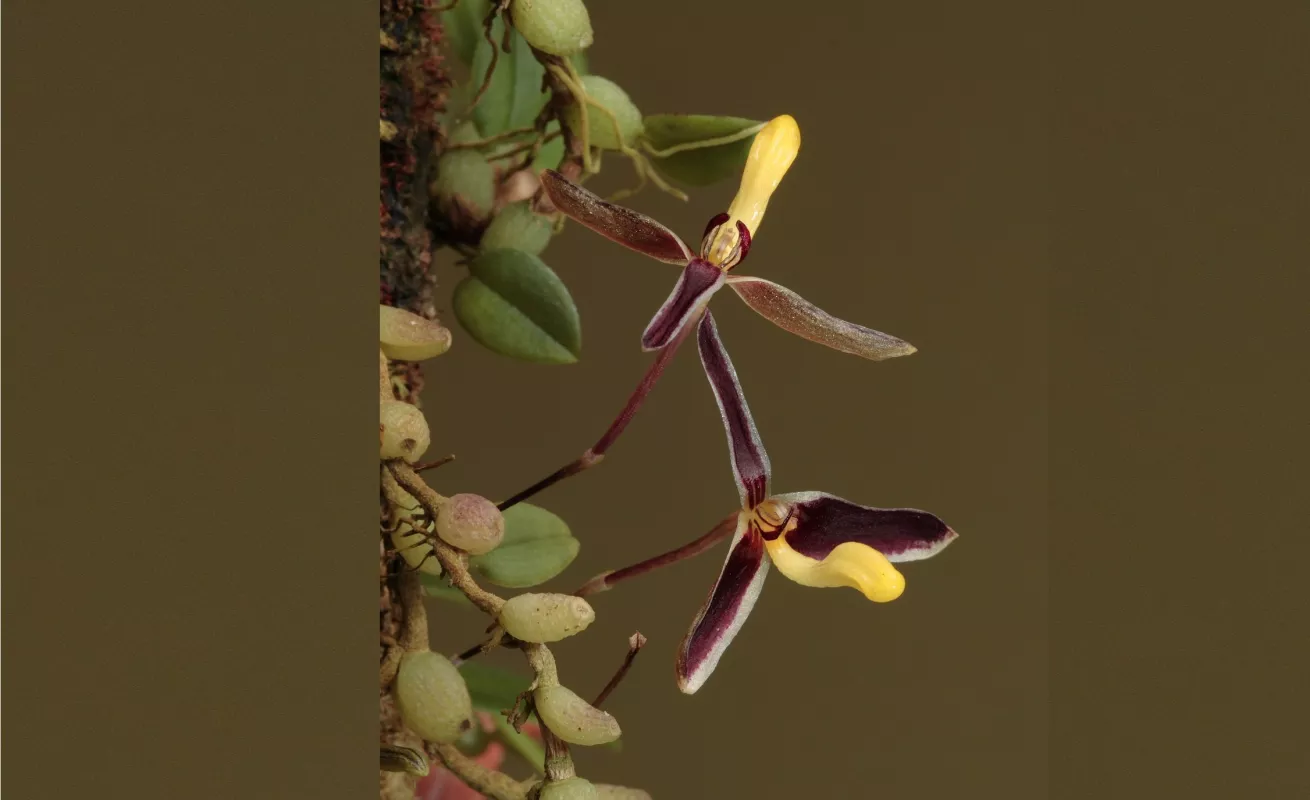 Nueva Guinea, el reino de las orquídeas (Fotos)