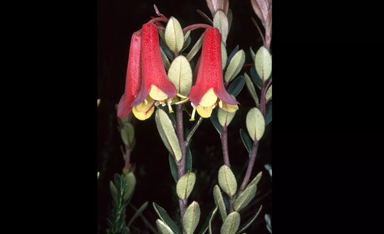 Nueva Guinea, el reino de las orquídeas (Fotos)