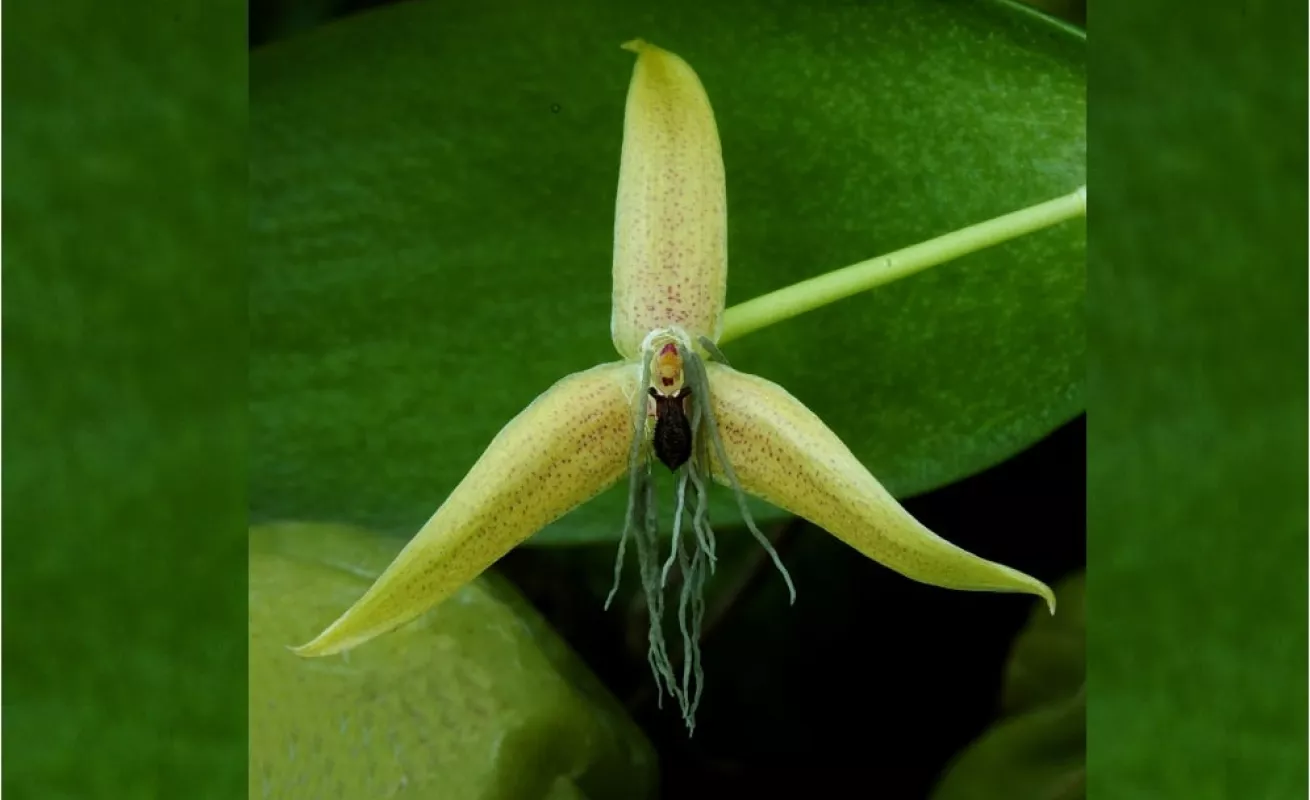 Nueva Guinea, el reino de las orquídeas (Fotos)