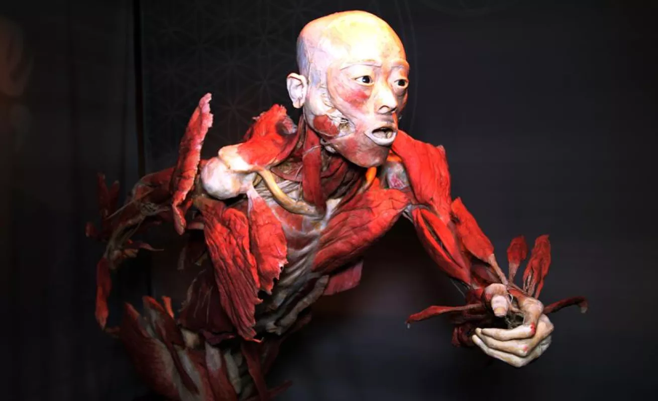 "Bodies", la exhibición de cuerpos humanos ahora expone los efectos del COVID-19 (Fotos)