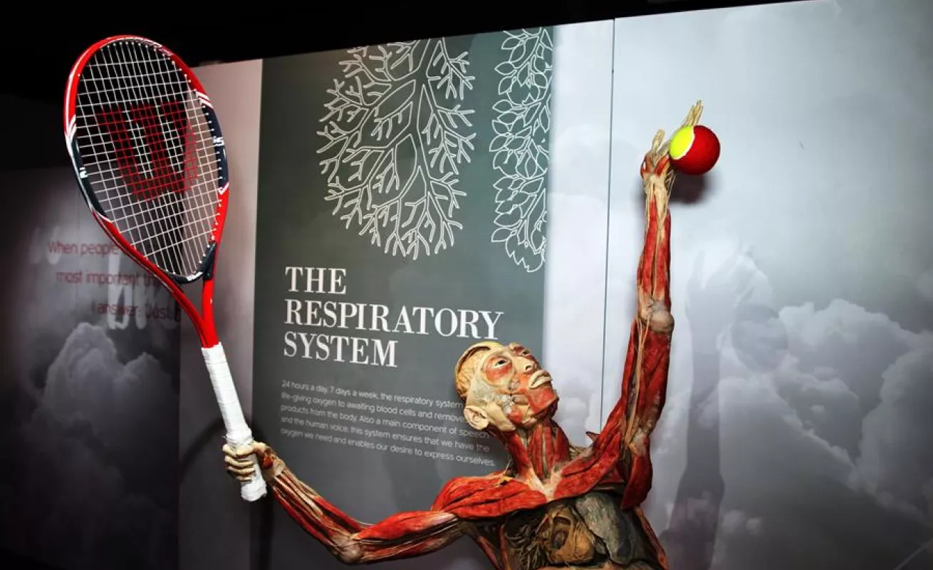 "Bodies", la exhibición de cuerpos humanos ahora expone los efectos del COVID-19 (Fotos)