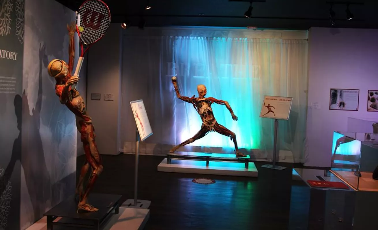 "Bodies", la exhibición de cuerpos humanos ahora expone los efectos del COVID-19 (Fotos)