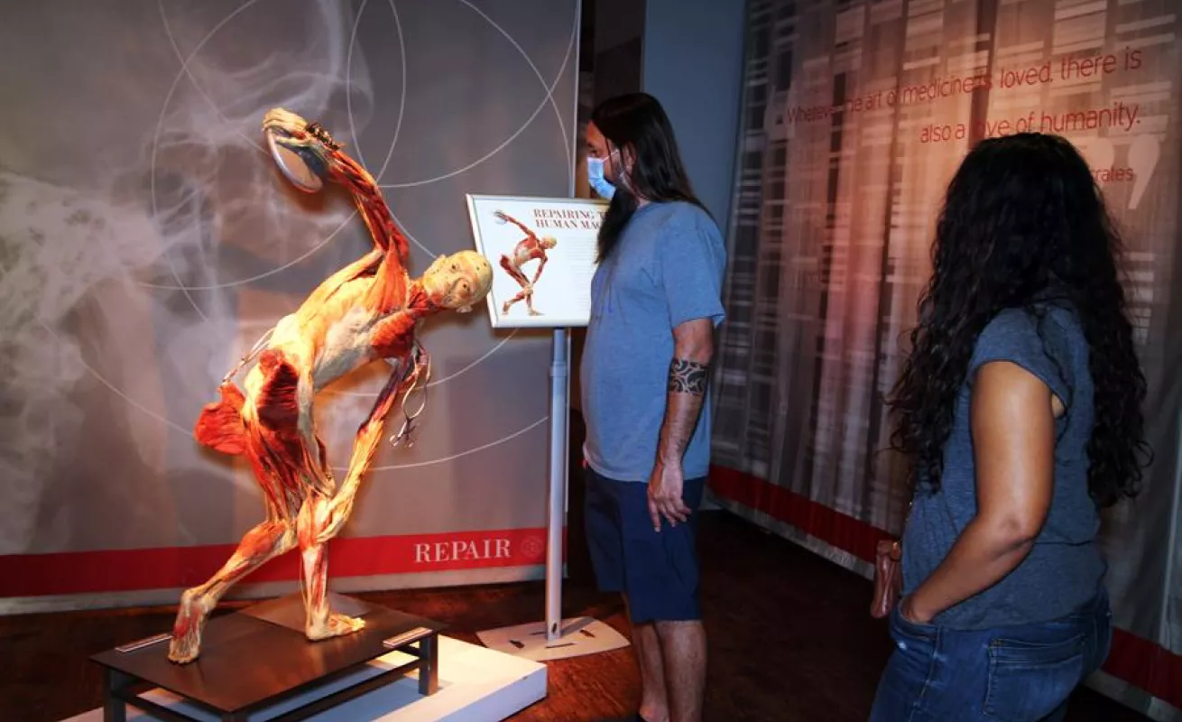 "Bodies", la exhibición de cuerpos humanos ahora expone los efectos del COVID-19 (Fotos)