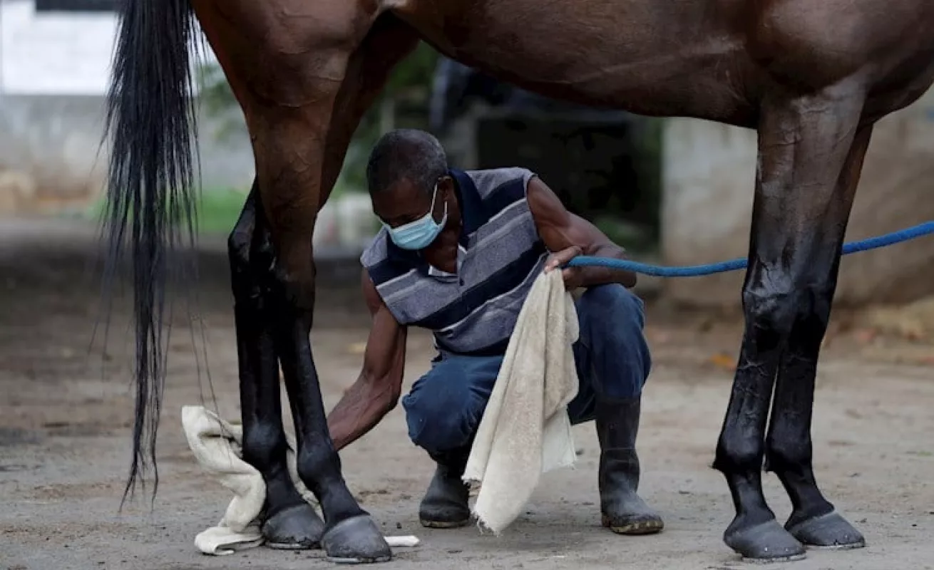¡A correr! Animales felices en el HipoRemón 