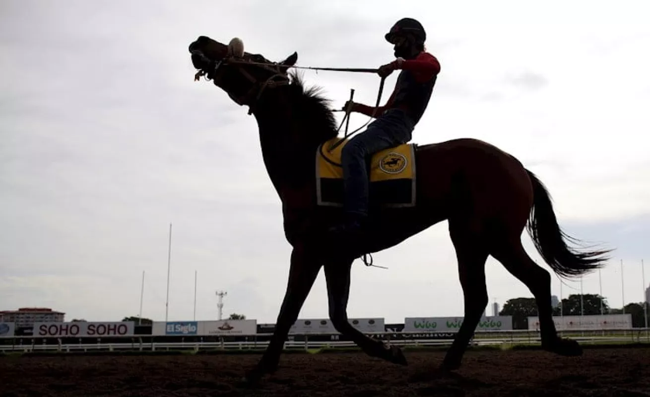 ¡A correr! Animales felices en el HipoRemón 